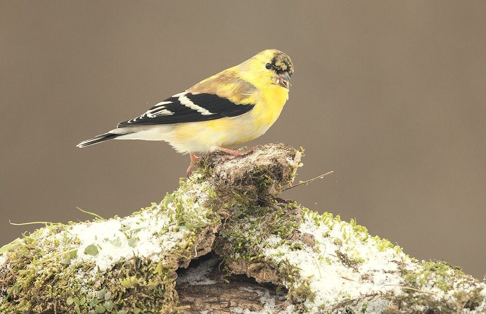Американский чиж - American Goldfinch