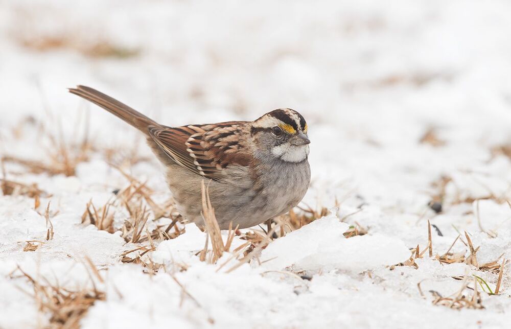 Белоголовая зонотрихия -White-Crowned Sparrow