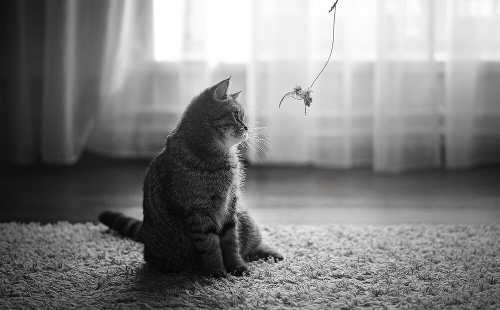 История котятки. Продолжение
