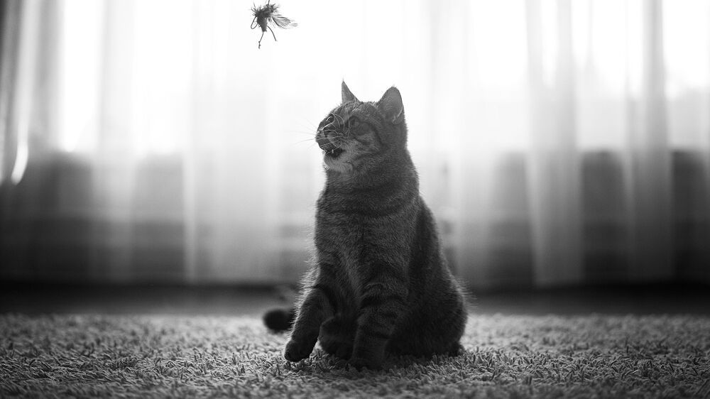 История котятки. Продолжение