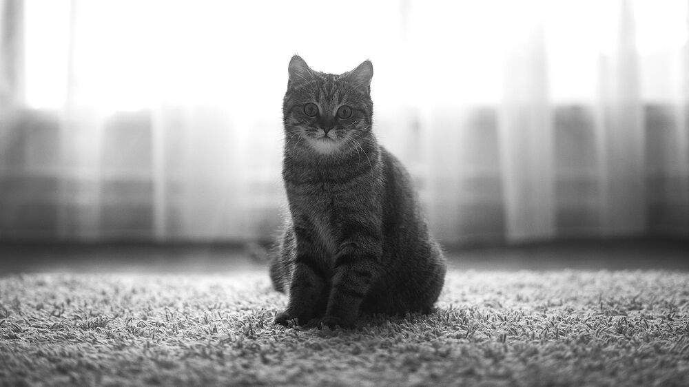 История котятки. Продолжение
