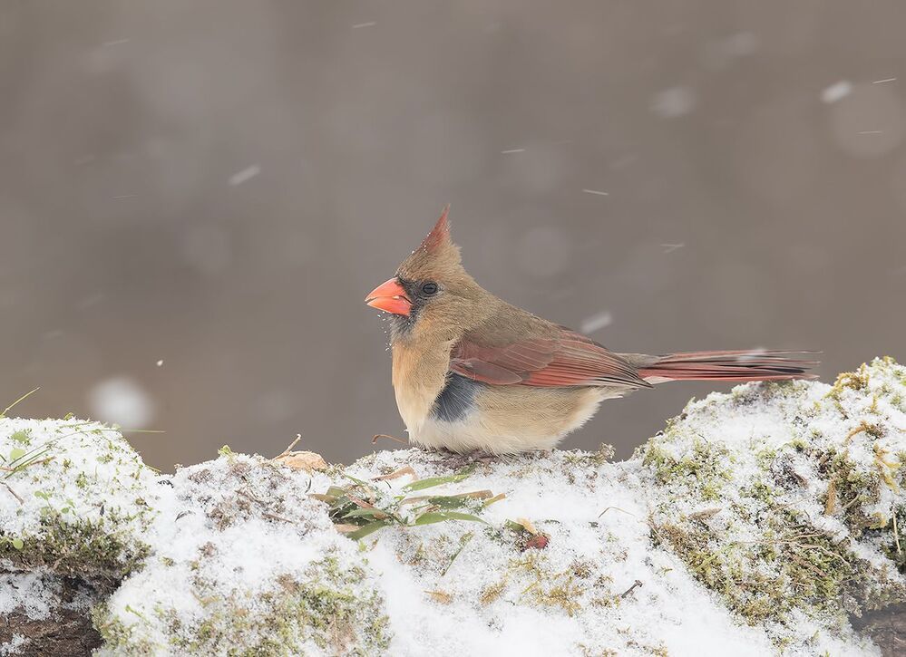 Красный кардинал (cамка) - Northern Cardinal (female)