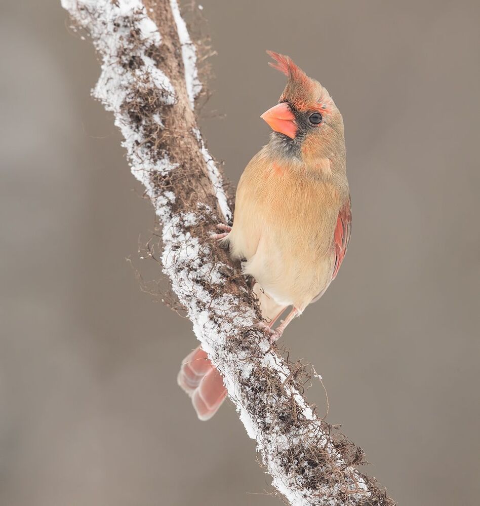 Красный кардинал (cамка) - Northern Cardinal (female)