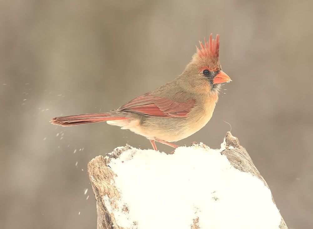 Красный кардинал (cамка) - Northern Cardinal (female)