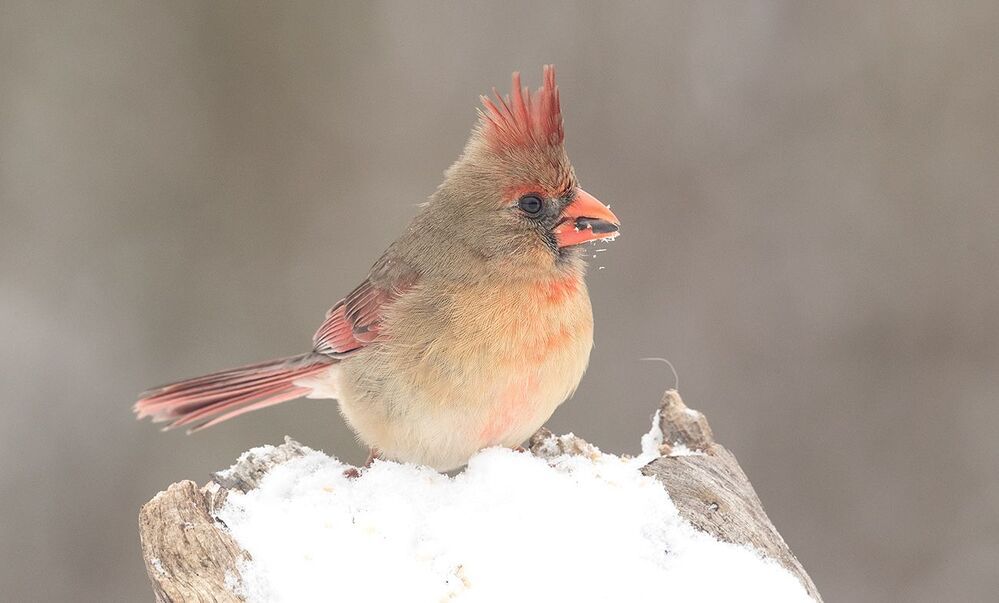 Красный кардинал (cамка) - Northern Cardinal (female)