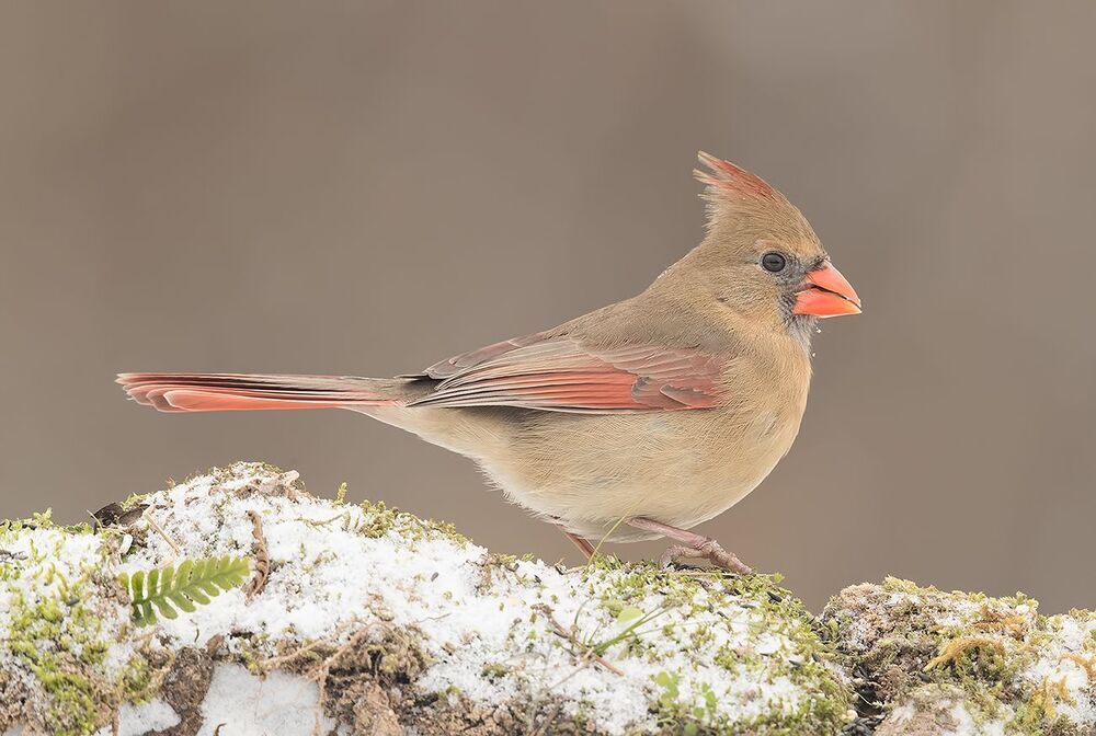 Красный кардинал (cамка) - Northern Cardinal (female)