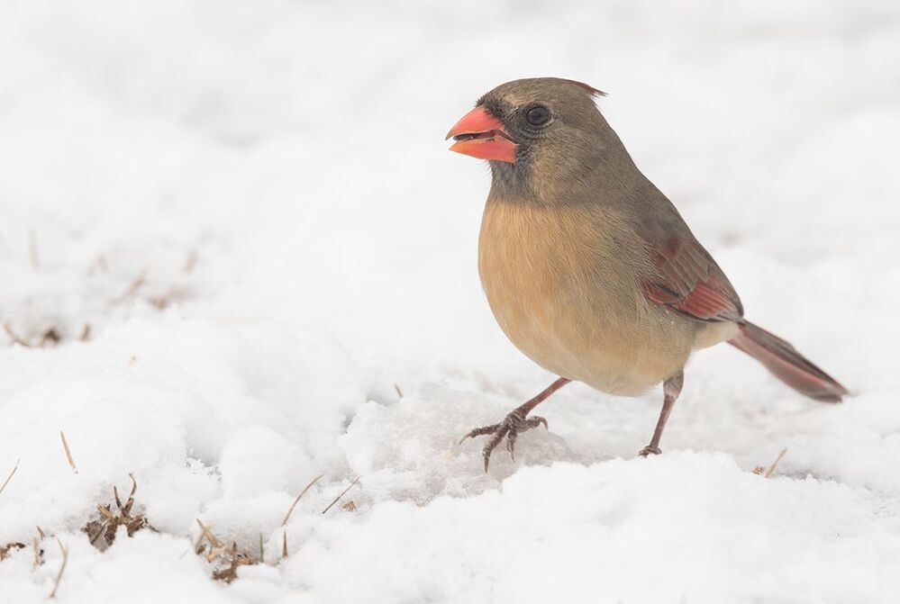 Красный кардинал (cамка) - Northern Cardinal (female)
