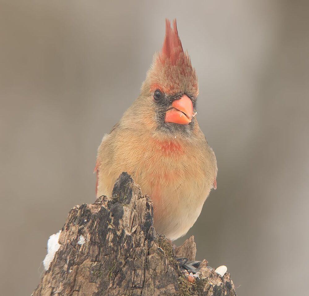 Красный кардинал (cамка) - Northern Cardinal (female)