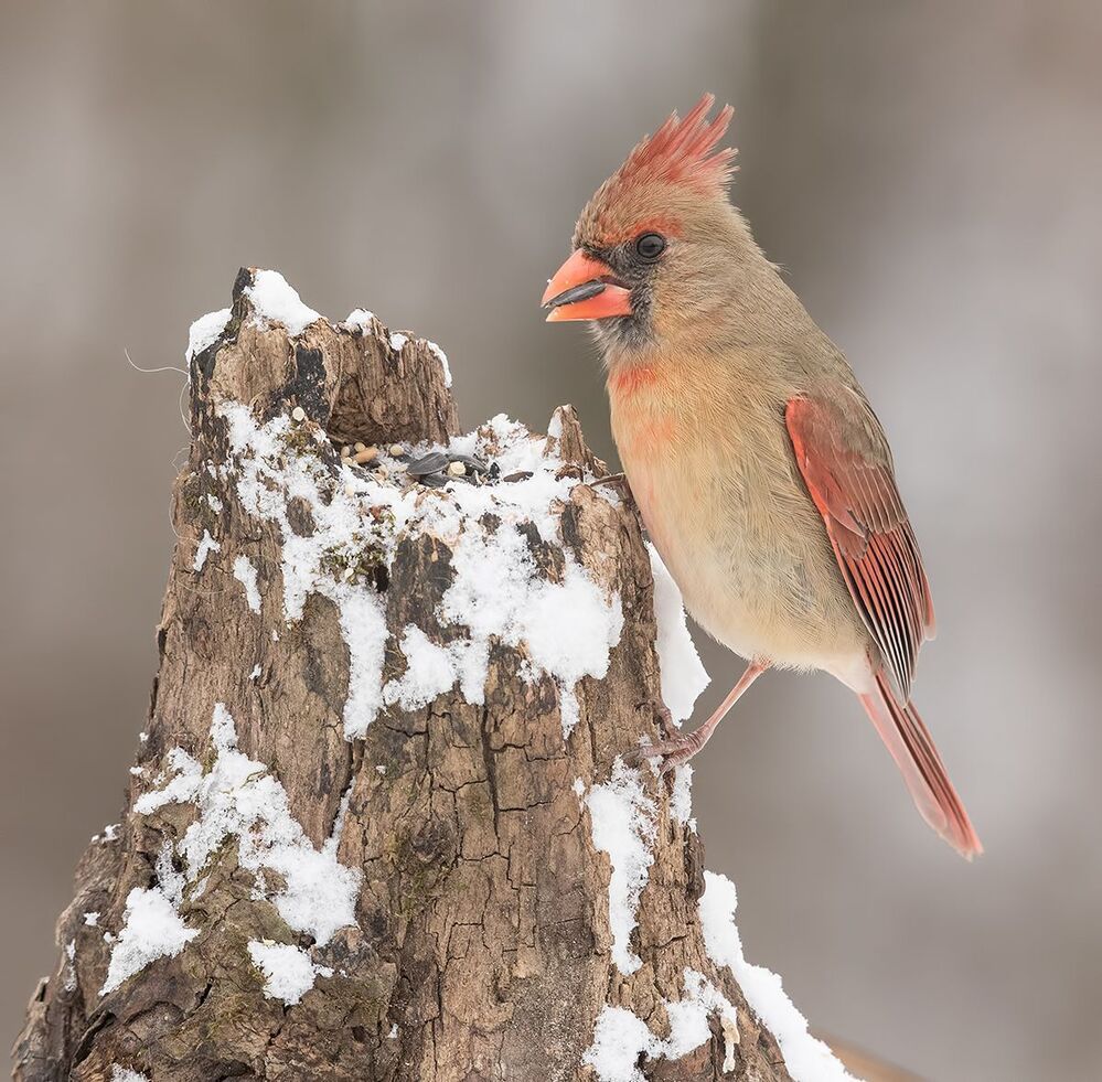 Красный кардинал (cамка) - Northern Cardinal (female)