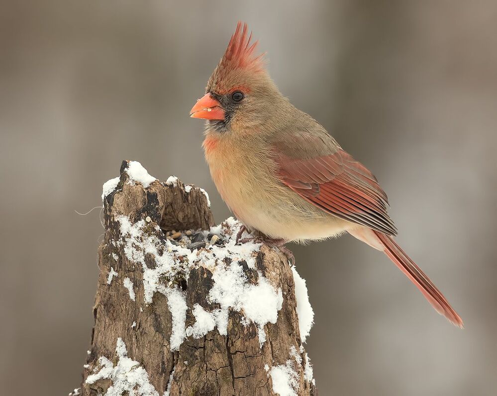 Красный кардинал (cамка) - Northern Cardinal (female)