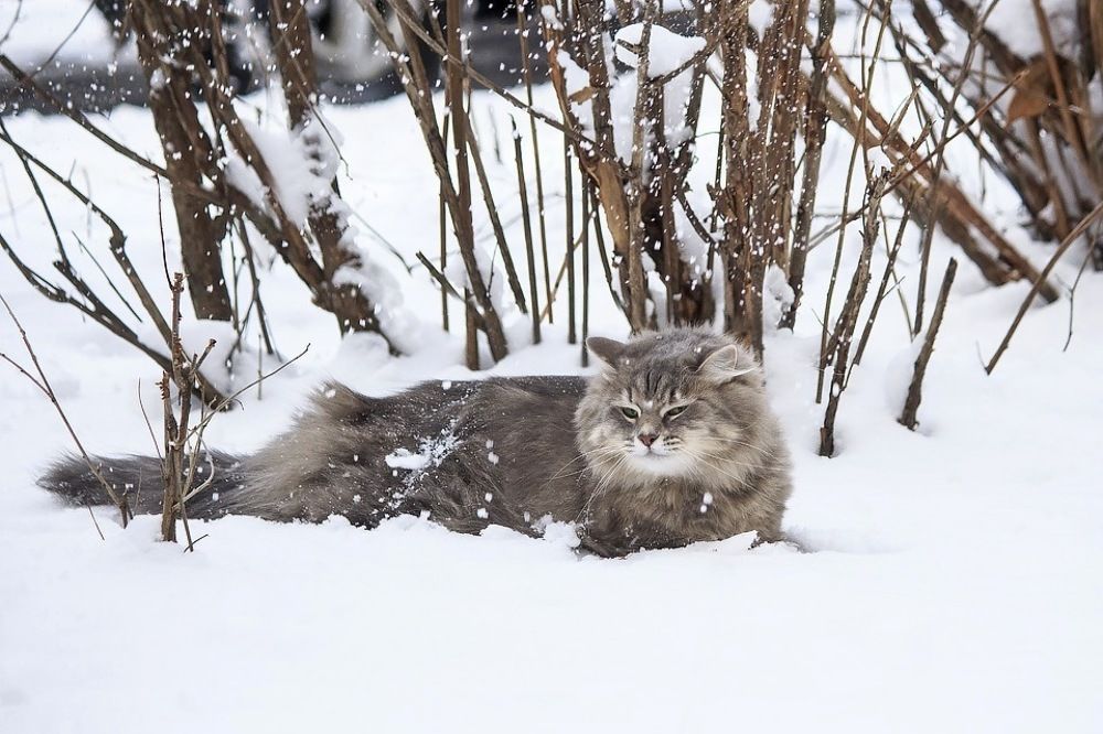 Снежная прогулка Масяни