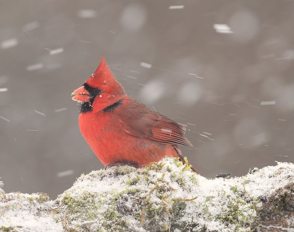 Красный кардинал (cамец) - Northern Cardinal (male)