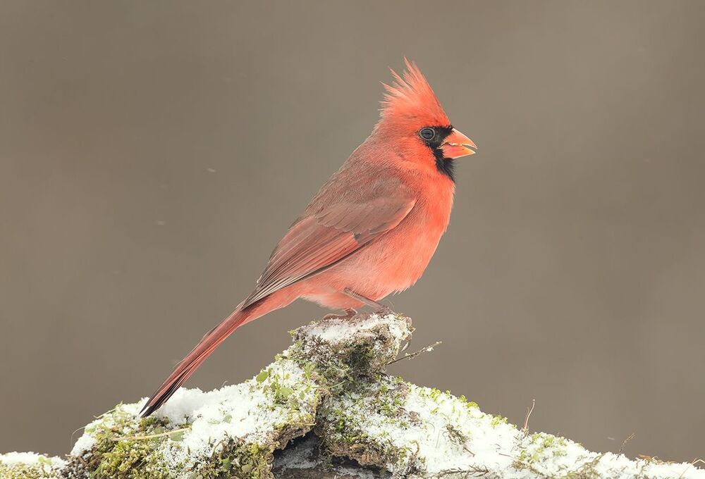 Красный кардинал (cамец) - Northern Cardinal (male)
