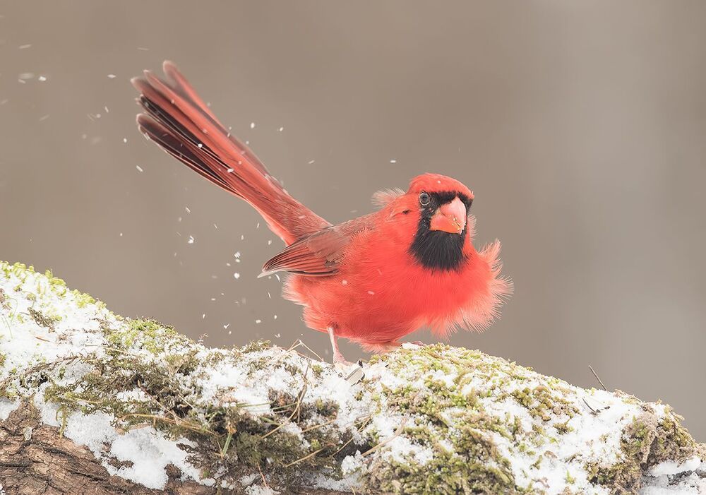 Красный кардинал (cамец) - Northern Cardinal (male)
