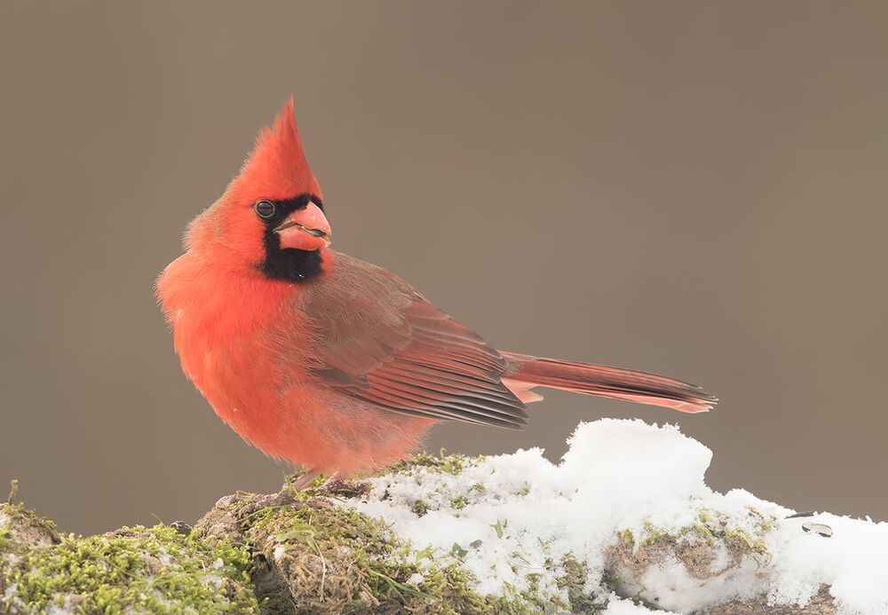 Красный кардинал (cамец) - Northern Cardinal (male)
