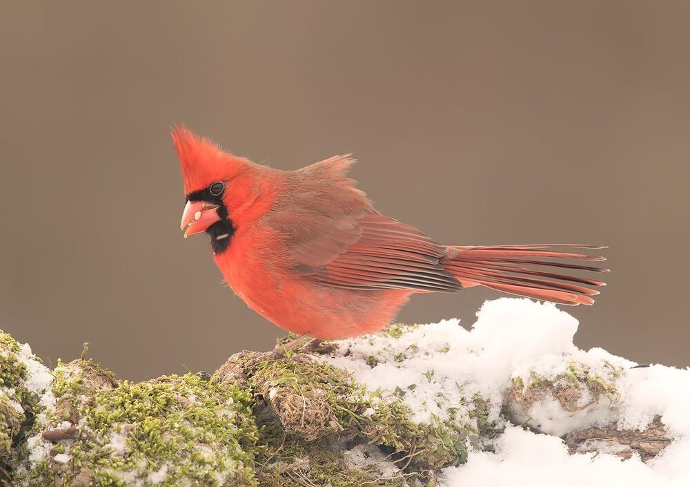 Красный кардинал (cамец) - Northern Cardinal (male)