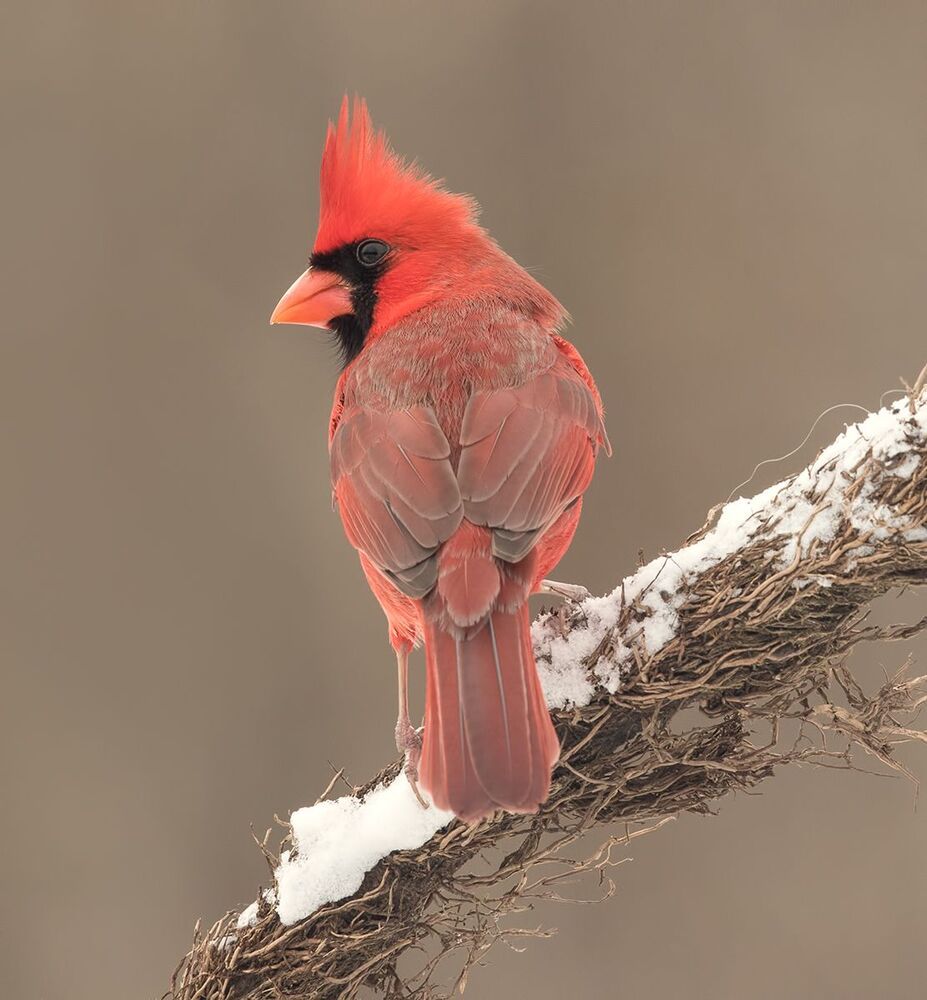 Красный кардинал (cамец) - Northern Cardinal (male)