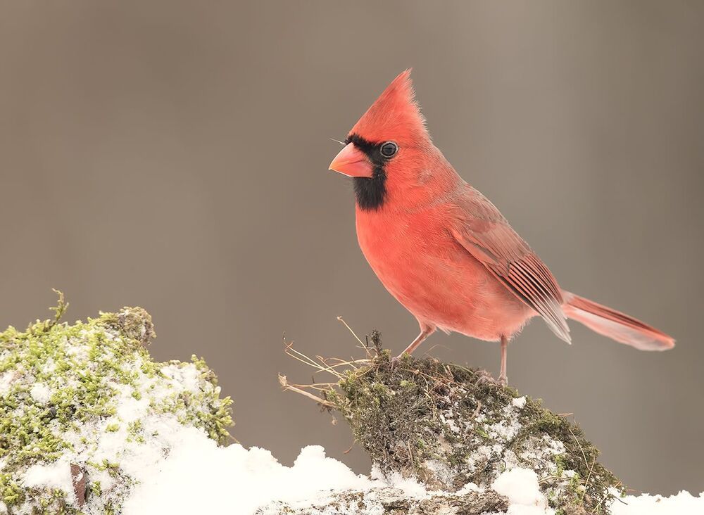 Красный кардинал (cамец) - Northern Cardinal (male)