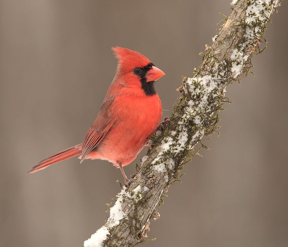 Красный кардинал (cамец) - Northern Cardinal (male)