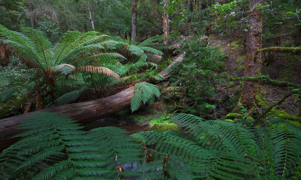 4.Находясь в дождевом лесу лично я испытываю ощущение , что гуляю по доисторическому лесу.  Юрасик Парк да и только. Каждую минуту ждешь, что из под какого-то огромного папоротника выскочит динозавр.