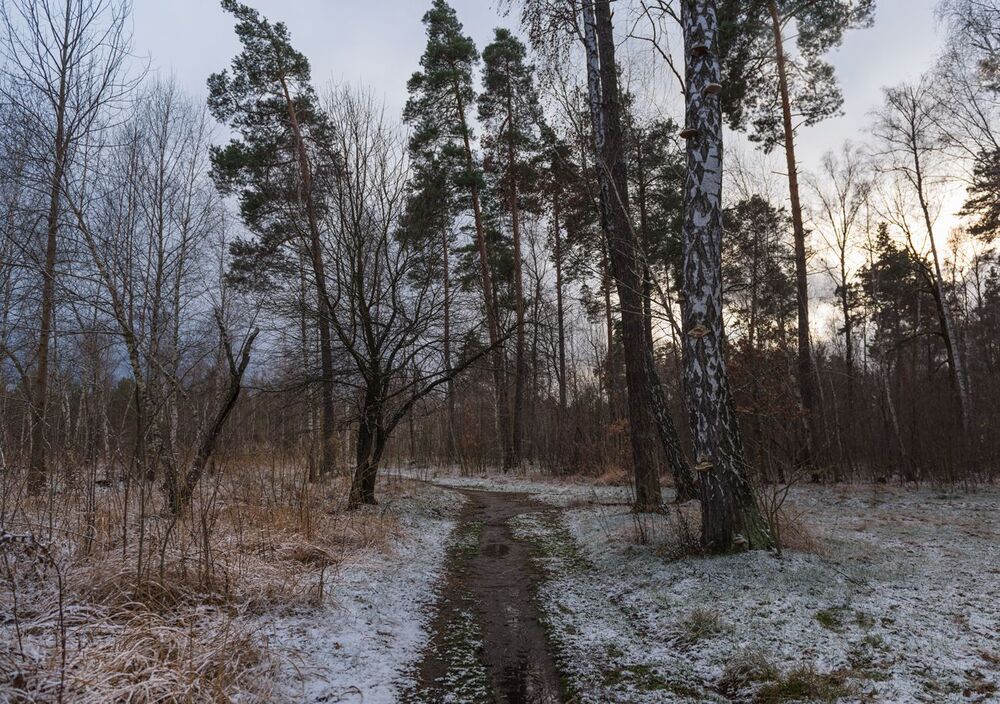 По первому снегу. Декабрь