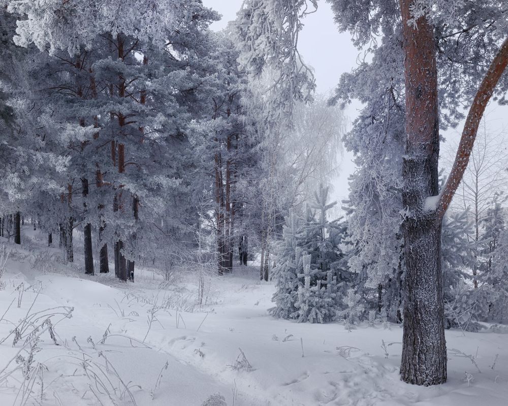 Серебряный лес