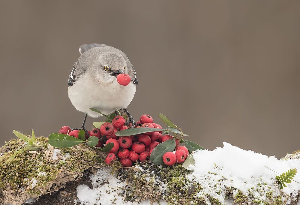 Любитель ягод.  Многоголосый пересмешник -Northern Mockingbird