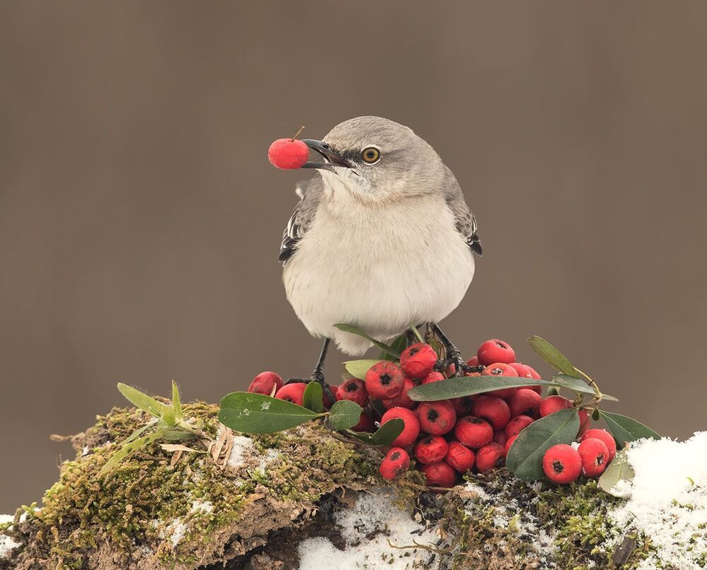 Любитель ягод.  Многоголосый пересмешник -Northern Mockingbird