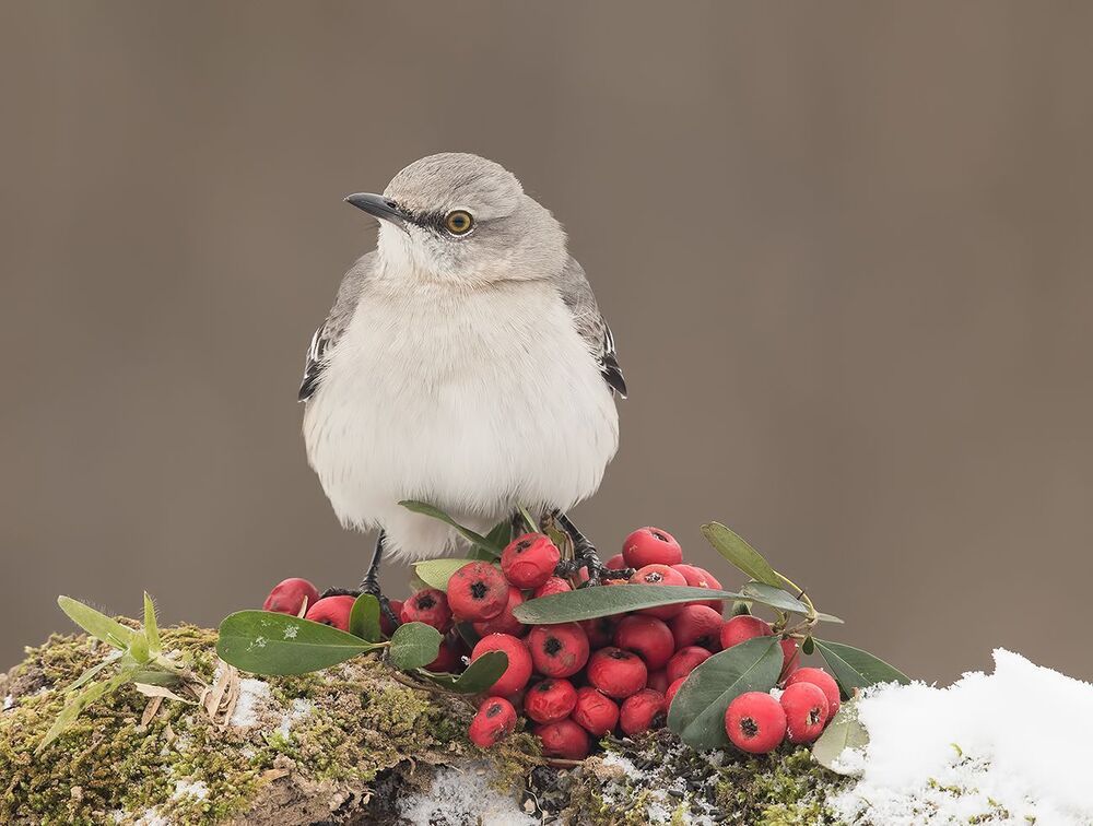 Любитель ягод.  Многоголосый пересмешник -Northern Mockingbird
