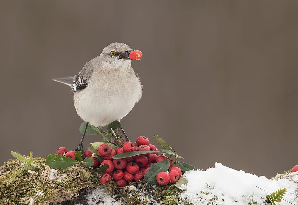 Любитель ягод.  Многоголосый пересмешник -Northern Mockingbird