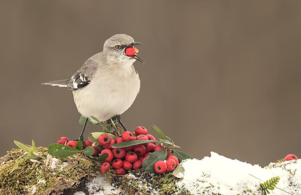 Любитель ягод.  Многоголосый пересмешник -Northern Mockingbird