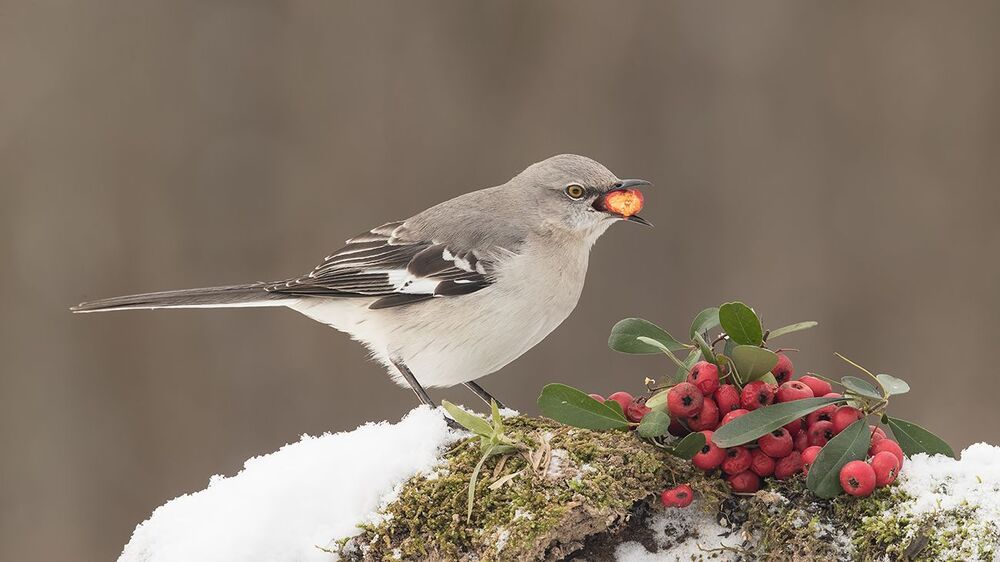 Любитель ягод.  Многоголосый пересмешник -Northern Mockingbird