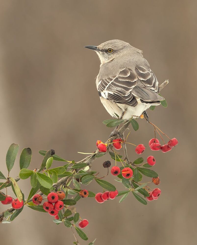 Любитель ягод.  Многоголосый пересмешник -Northern Mockingbird