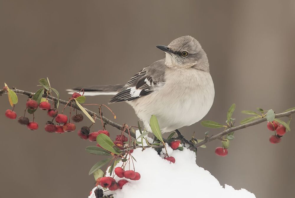 Любитель ягод.  Многоголосый пересмешник -Northern Mockingbird