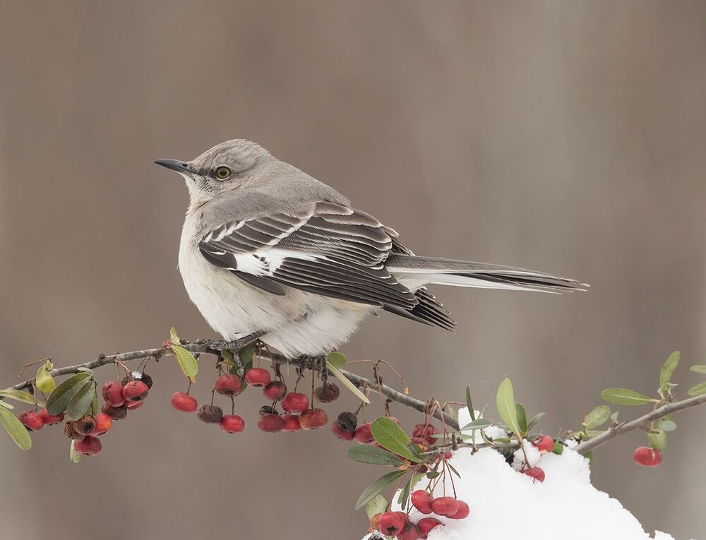 Любитель ягод.  Многоголосый пересмешник -Northern Mockingbird