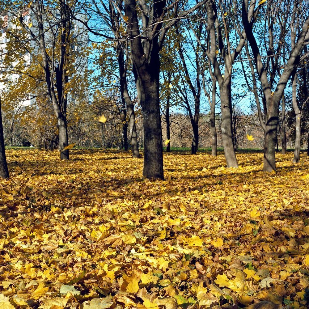 "Осенние прогулки в парке."