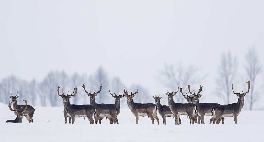Лань