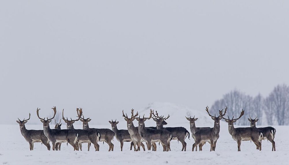 Лань