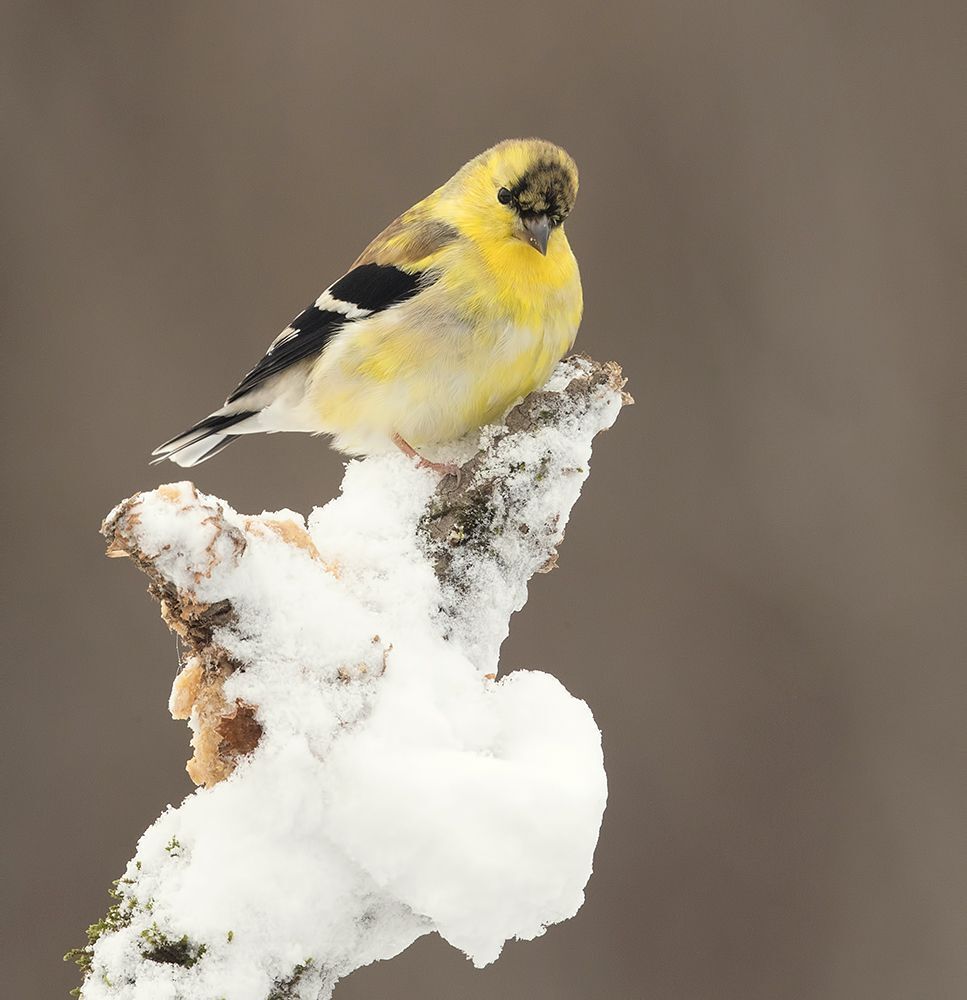 Американский чиж - American Goldfinch
