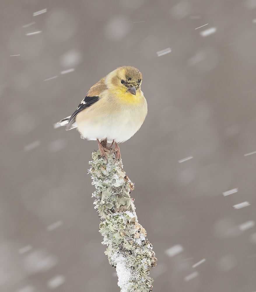 Американский чиж - American Goldfinch