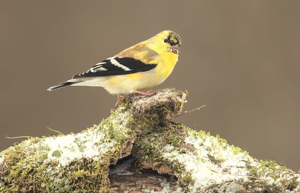 Американский чиж - American Goldfinch