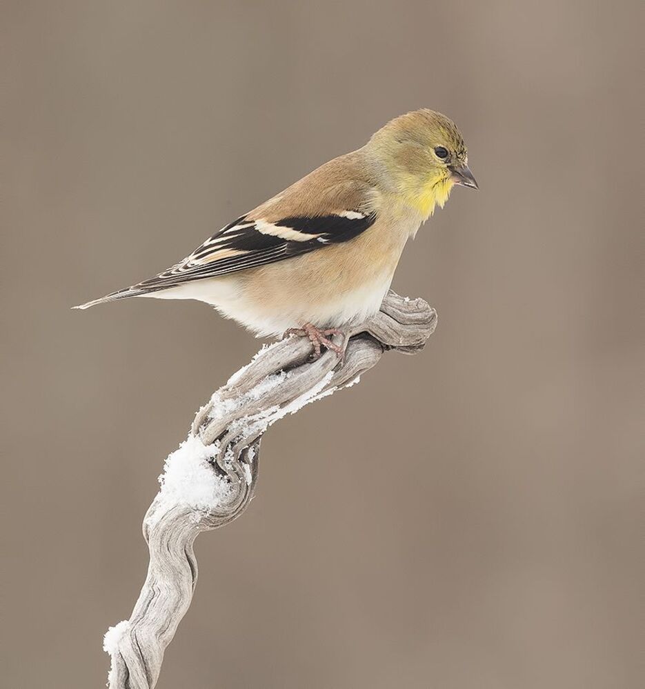 Американский чиж - American Goldfinch