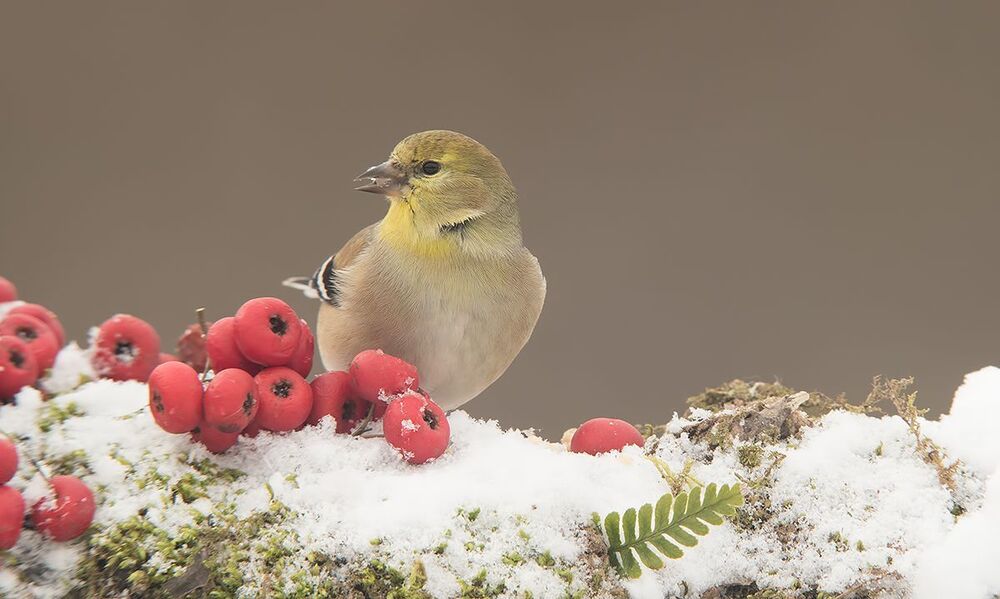 Американский чиж - American Goldfinch