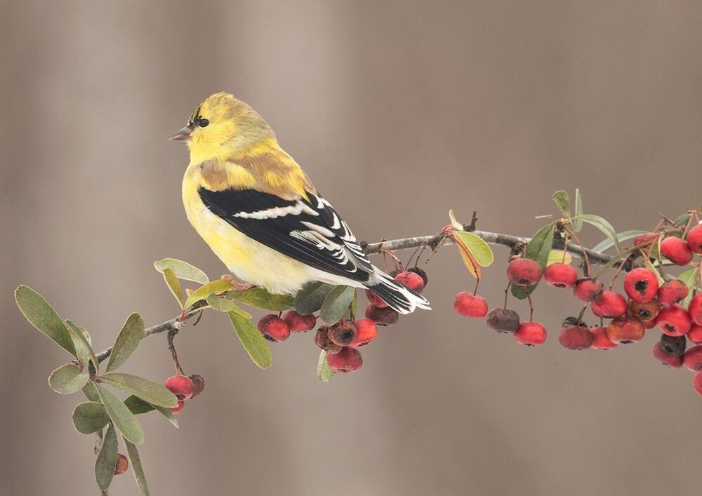 Американский чиж - American Goldfinch