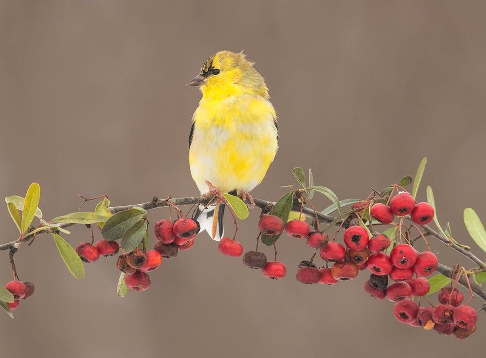 Американский чиж - American Goldfinch