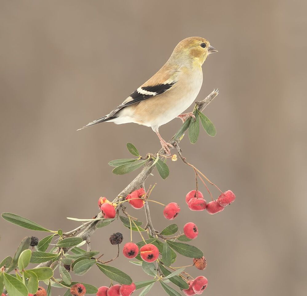 Американский чиж - American Goldfinch