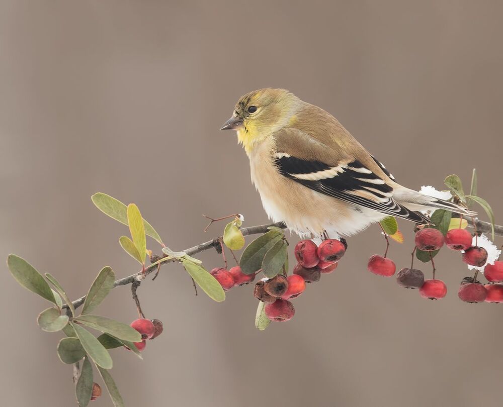 Американский чиж - American Goldfinch