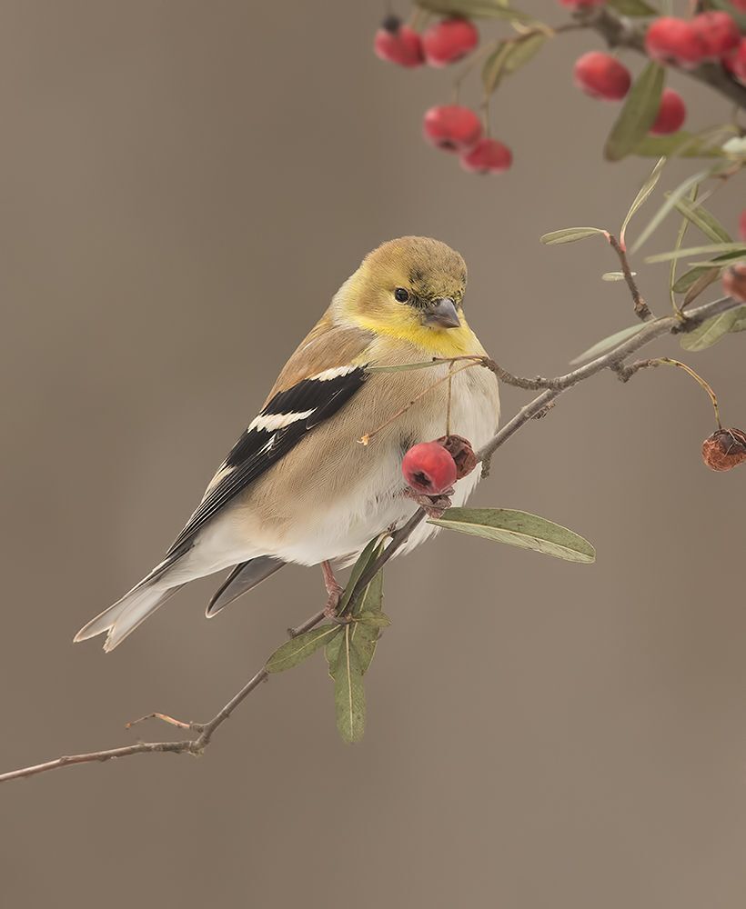 Американский чиж - American Goldfinch