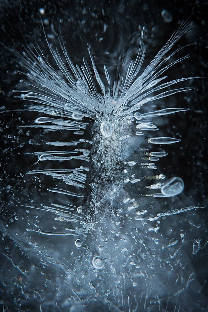 Ice-worm