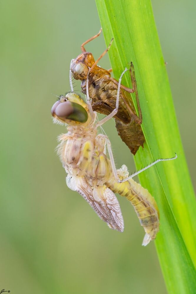 Cordulia aenea